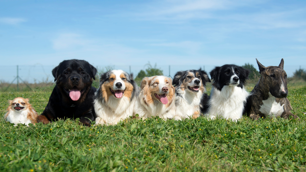 group of dogs